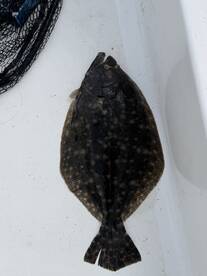 A flatfish, likely a flounder, displayed on the deck of a boat, showcasing its unique shape and coloration.