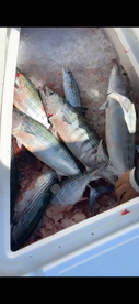A variety of fish, including striped species, stored in a cooler filled with ice, showcasing a successful fishing trip.