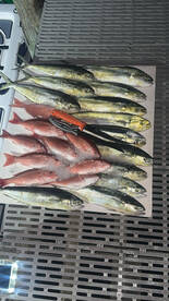 A variety of fish including snapper and mackerel neatly arranged on a fillet table, showcasing a successful fishing trip.