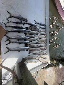 A variety of fish including speckled trout and mackerel displayed on a cleaning table at the dock, showcasing a successful fishing trip.