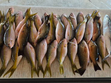 A variety of freshly caught fish, including several species of snapper, neatly arranged on a fillet table, showcasing a successful fishing trip.