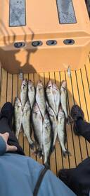 A collection of freshly caught Walleye laid out on the deck of a fishing boat, showcasing a successful fishing trip.