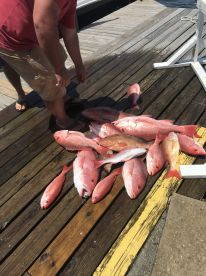 Great 6hr trip with Captain Harris 