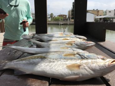 Half day with Captain Bob