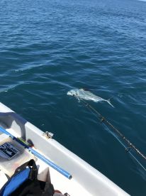 Half Day Trip with I Got You Sport Fishing, Quepos