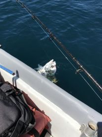 Half Day Trip with I Got You Sport Fishing, Quepos