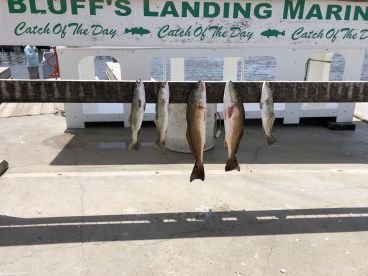 We had a great time catching these lovelies!  