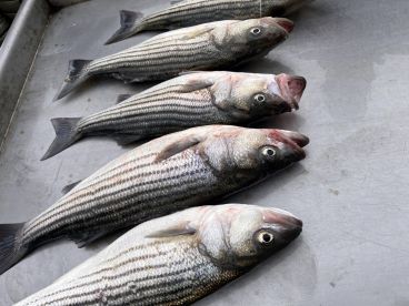 A collection of freshly caught striped bass laid out on a cleaning table, showcasing the day's successful catch.