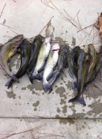 Little bit of fishing