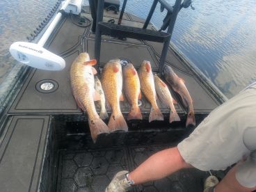 A selection of Redfish displayed on the deck of a fishing boat, showcasing a successful day on the water.