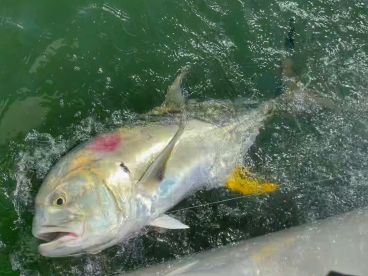 A large fish, likely a Jack Crevalle, is splashing in the water during a fishing trip, showcasing the excitement of the catch.