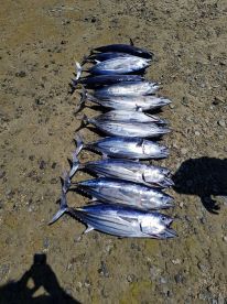 Half day Trolling & Popping with Captain Joe