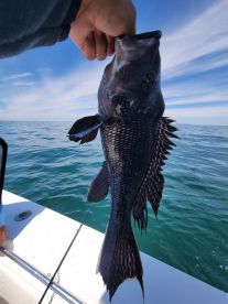 Fishing for sea bass