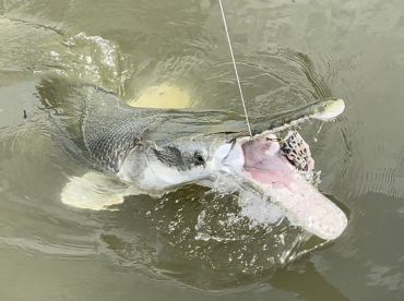 A large Snook is leaping out of the water while being reeled in, showcasing the excitement of inshore fishing.