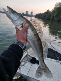 Half Day with Captain Bojan