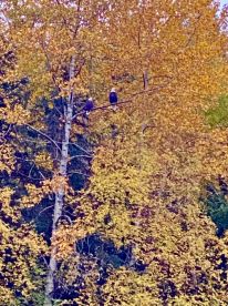 Bald Eagles all over!