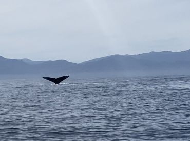 A whale's tail is visible above the water, set against a backdrop of distant mountains, capturing a moment of marine wildlife in its natural habitat.