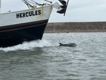 The boat 'Hercules' is captured in motion, creating waves as it navigates through the water, with a dolphin swimming nearby.