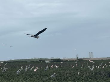 A scenic view of birds in flight and on the ground, capturing the natural beauty of the coastal environment.