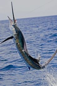 The best fishing experience 