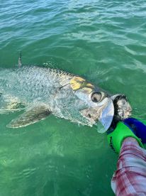 Tarpon 