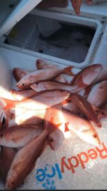 Offshore fishing trip with Martina & Josh