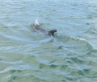 A manatee swimming in the water, showcasing the natural marine life in the area.