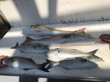 A variety of fish including striped bass and redfish displayed on a cleaning table, showcasing a successful fishing trip.
