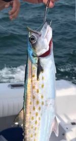 Spanish Mackerel caught by Jay
