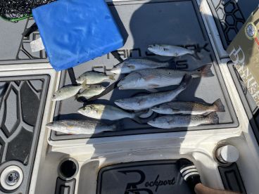 A variety of fish including Speckled Trout and Redfish displayed on the deck of a fishing boat, showcasing a successful day on the water.