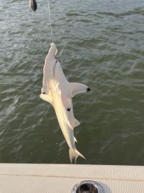 Fun evening on the Harbor