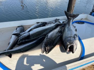 Half day trip with Absolute Sportfishing