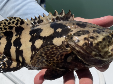 A close-up of a beautifully patterned Grouper being held, showcasing its vibrant colors and unique markings.