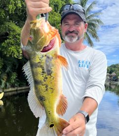 An angler proudly displaying a vibrant Peacock Bass caught during a freshwater fishing trip, surrounded by lush greenery.