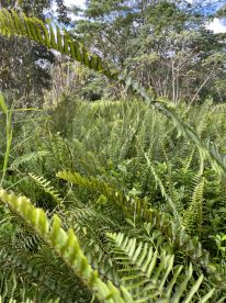 Deceptive and unprofessional 