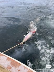 A large fish is being reeled in from the water, showcasing the excitement of deep-sea fishing.