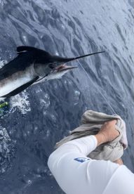 Fantastic Marlin fishing 
