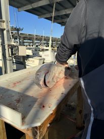 A fish being prepared on a cleaning table at a marina, showcasing the fishing environment with boats in the background.
