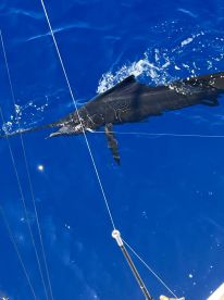 We crushed them with Crush Em