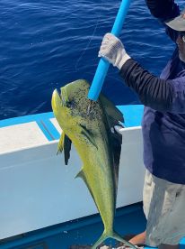 An angler proudly displaying a vibrant Mahi Mahi while fishing on a charter boat in deep blue waters.