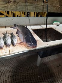 A large Catfish alongside several Striped Bass displayed on a cleaning table, showcasing a successful night of fishing.