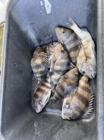 A collection of freshly caught fish, likely Snapper, stored in a cooler after a successful fishing trip.