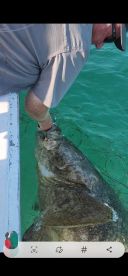 An angler is reeling in a large fish, likely a grouper, from the clear waters while fishing from a boat.