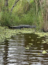 6 Hour Everglades trip
