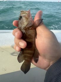 Responsive and got on some good action