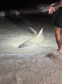 A person is seen near a shark in shallow water at night, showcasing an exciting fishing encounter.