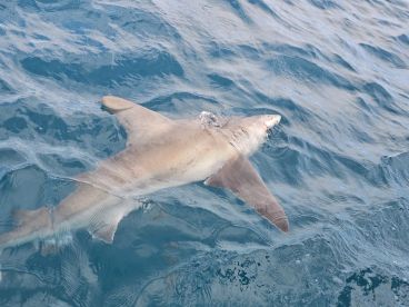 Great Day Fishing With Captain Chris