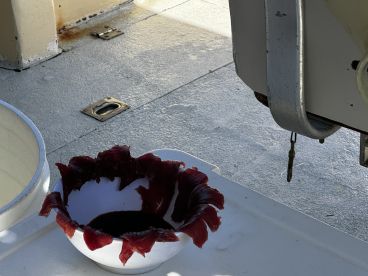 Wonderfull 1\/2 day fishing 