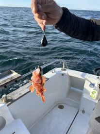 An angler reeling in a vibrant red fish while fishing on a boat, showcasing the excitement of the catch in open waters.