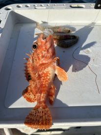 A vibrant Scad fish displayed on a fishing tray, showcasing the catch during a fishing trip.